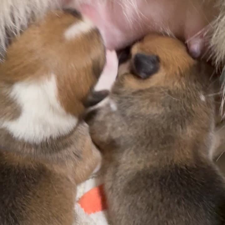 ちはやベビー誕生してから1日たちます🍀