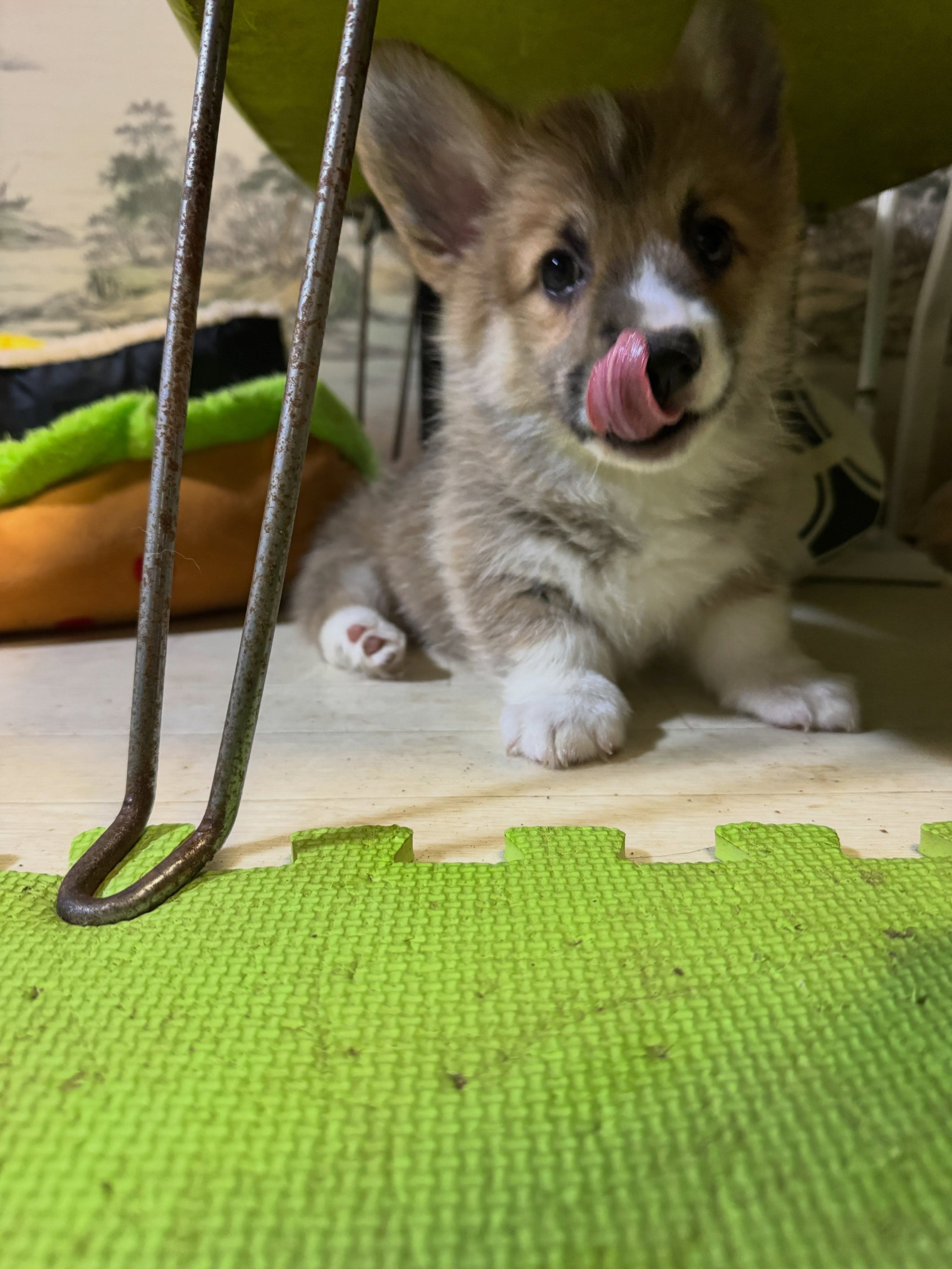 モミジベビー今日も元気いっぱい🈵です♪