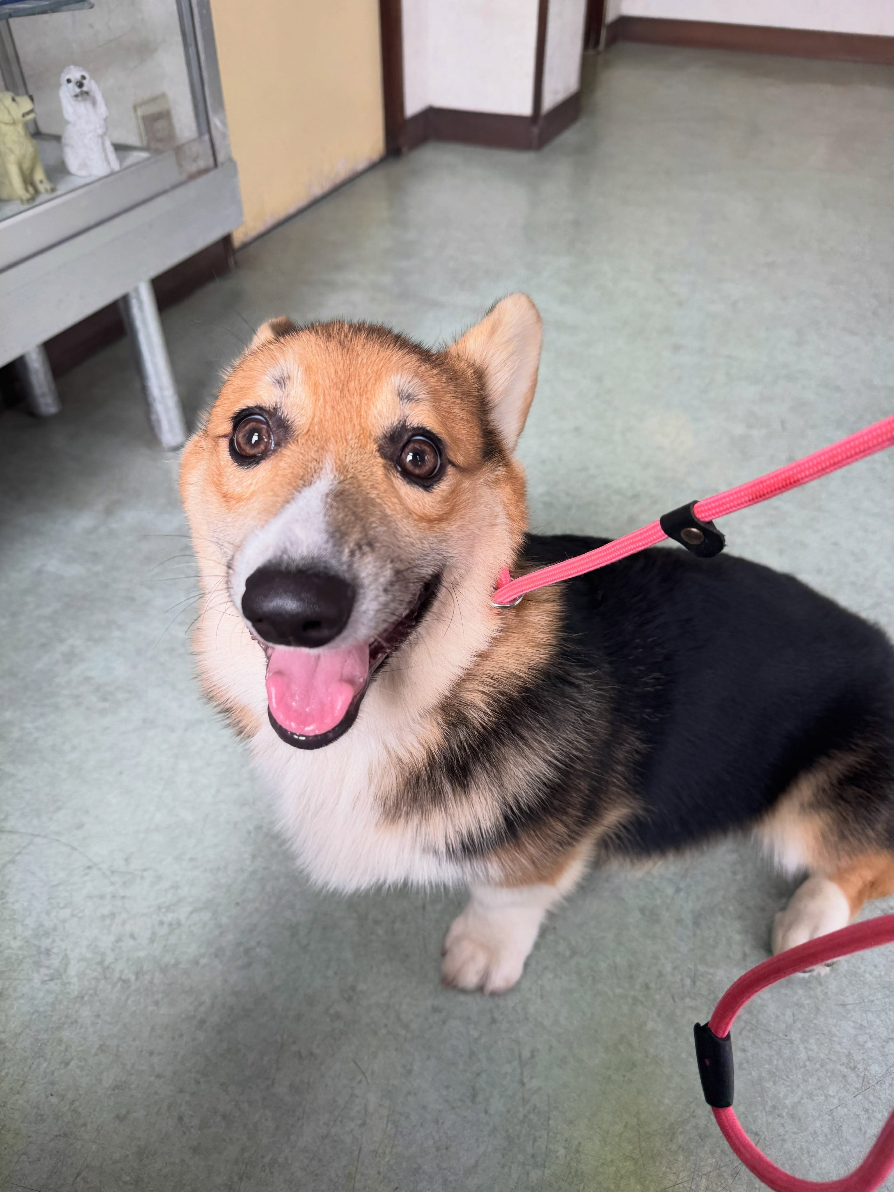 🍀成犬の男の子飼い主様募集🍀