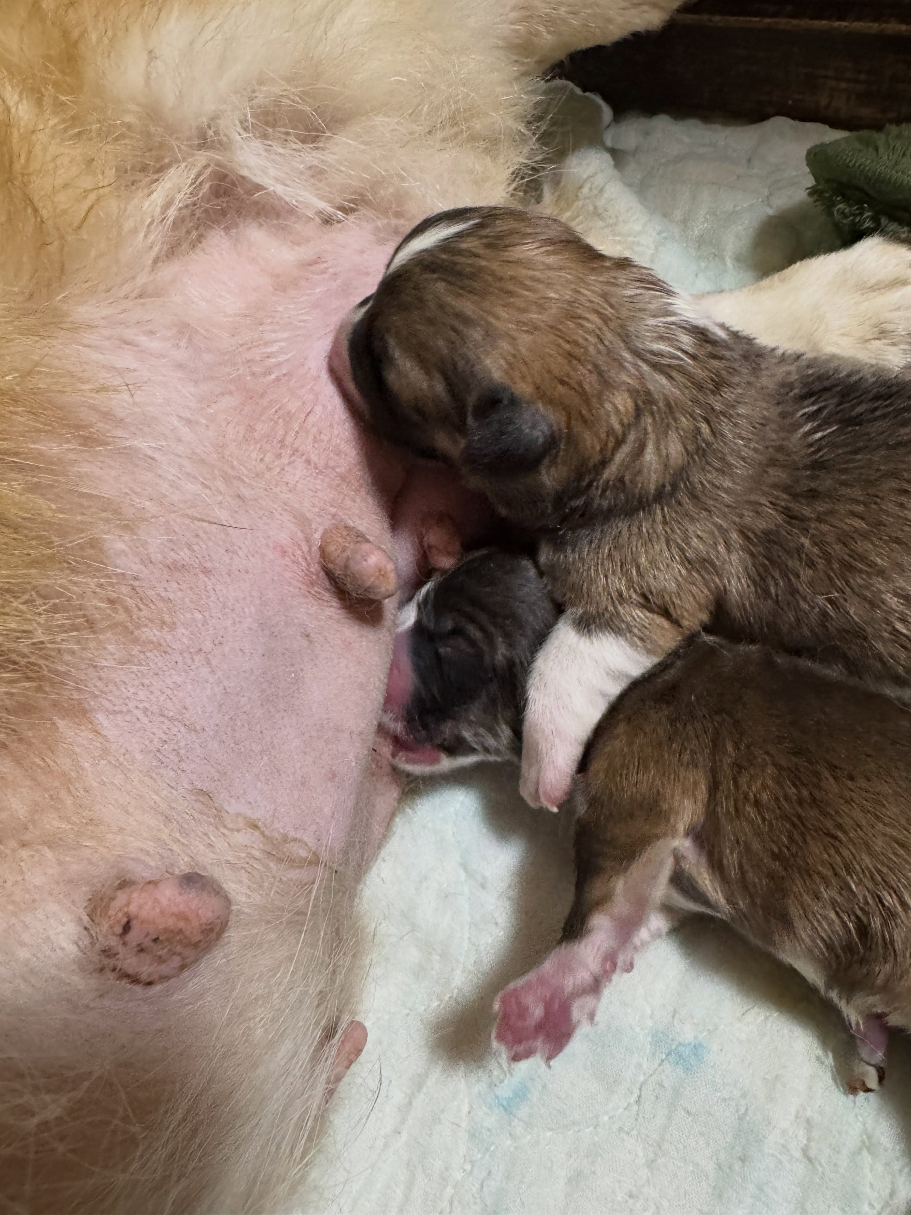 本日8月10日、モミジ×レオのベビーが生まれました❤️