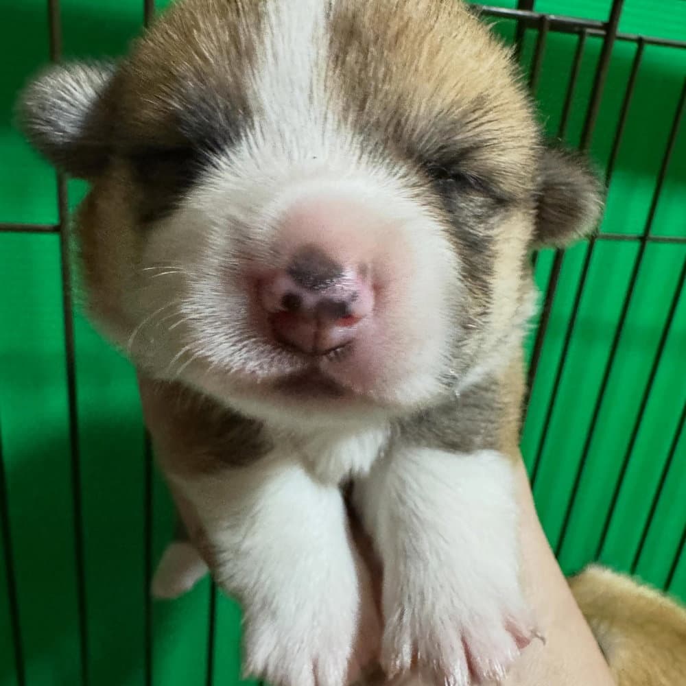 ちはやベビーの男の子🐶