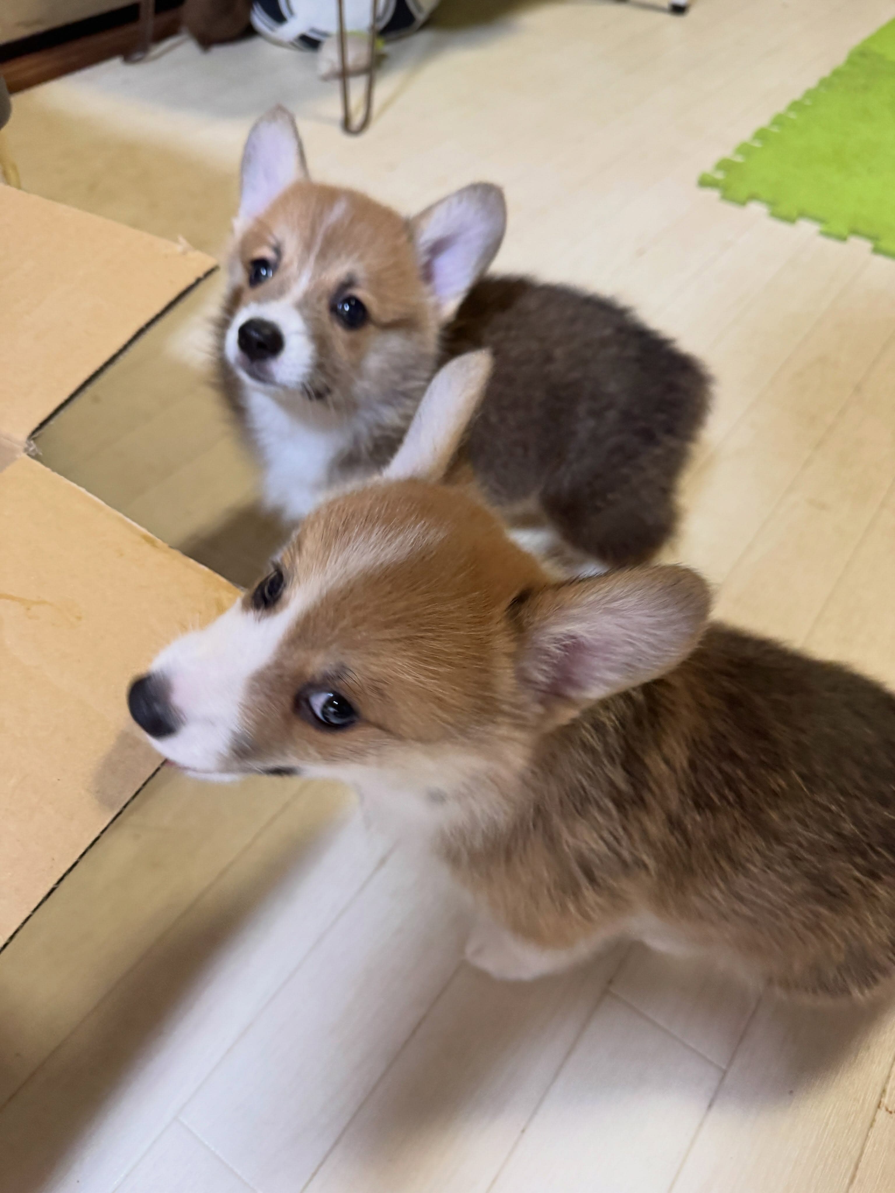 ちはやベビー2頭も元気いっぱい❤️