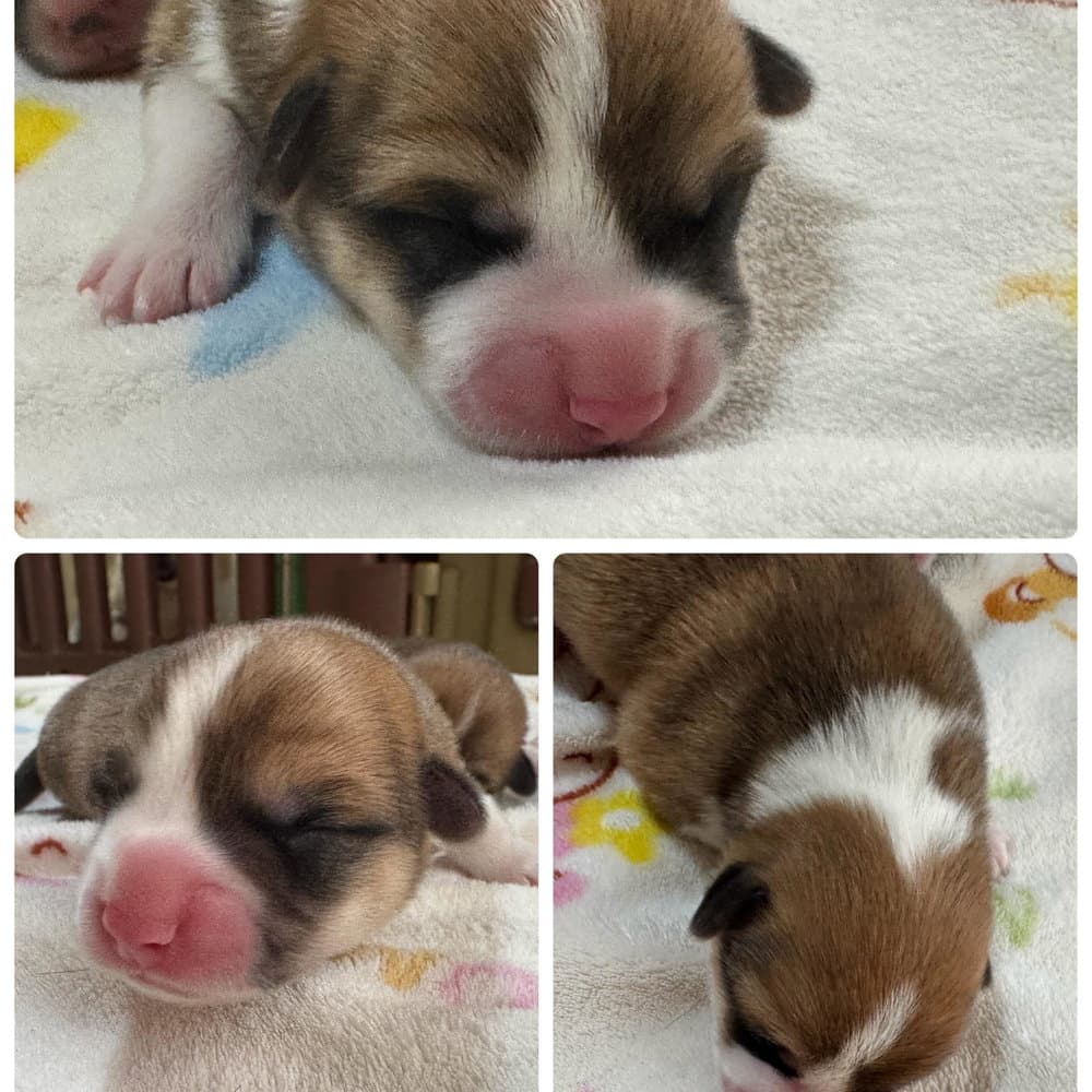 生後3日目💕