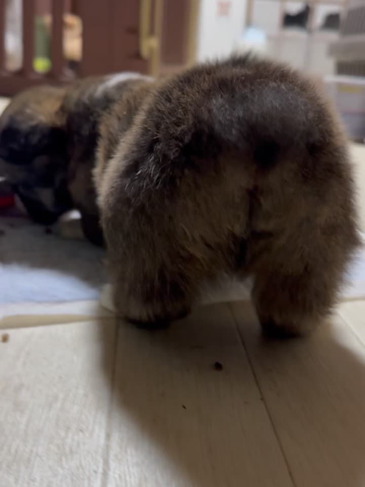 昨日で生後1ヶ月❤️