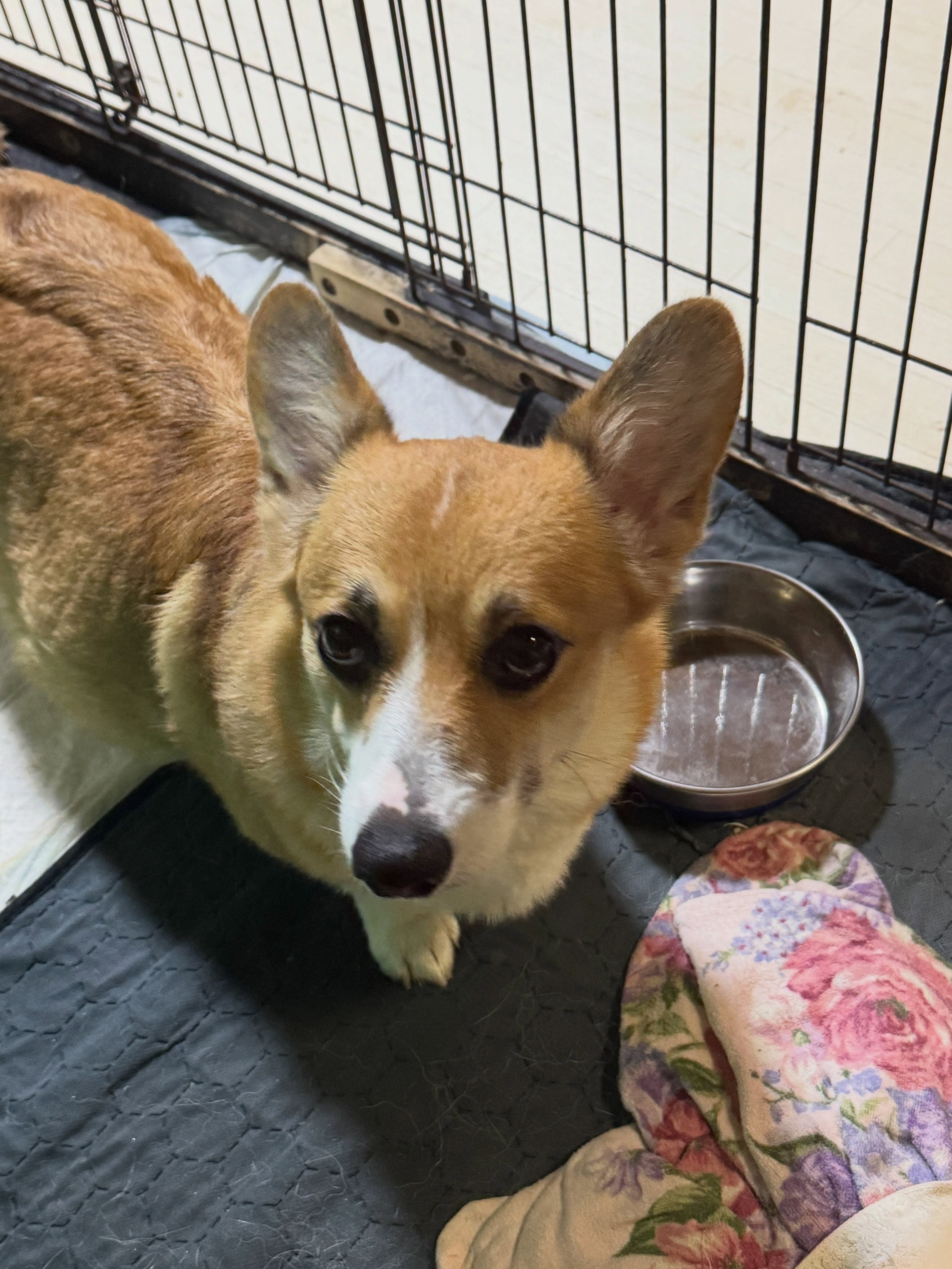 来週末頃出産予定のシャロンちゃんの最終頭数確認に行ってきました💕