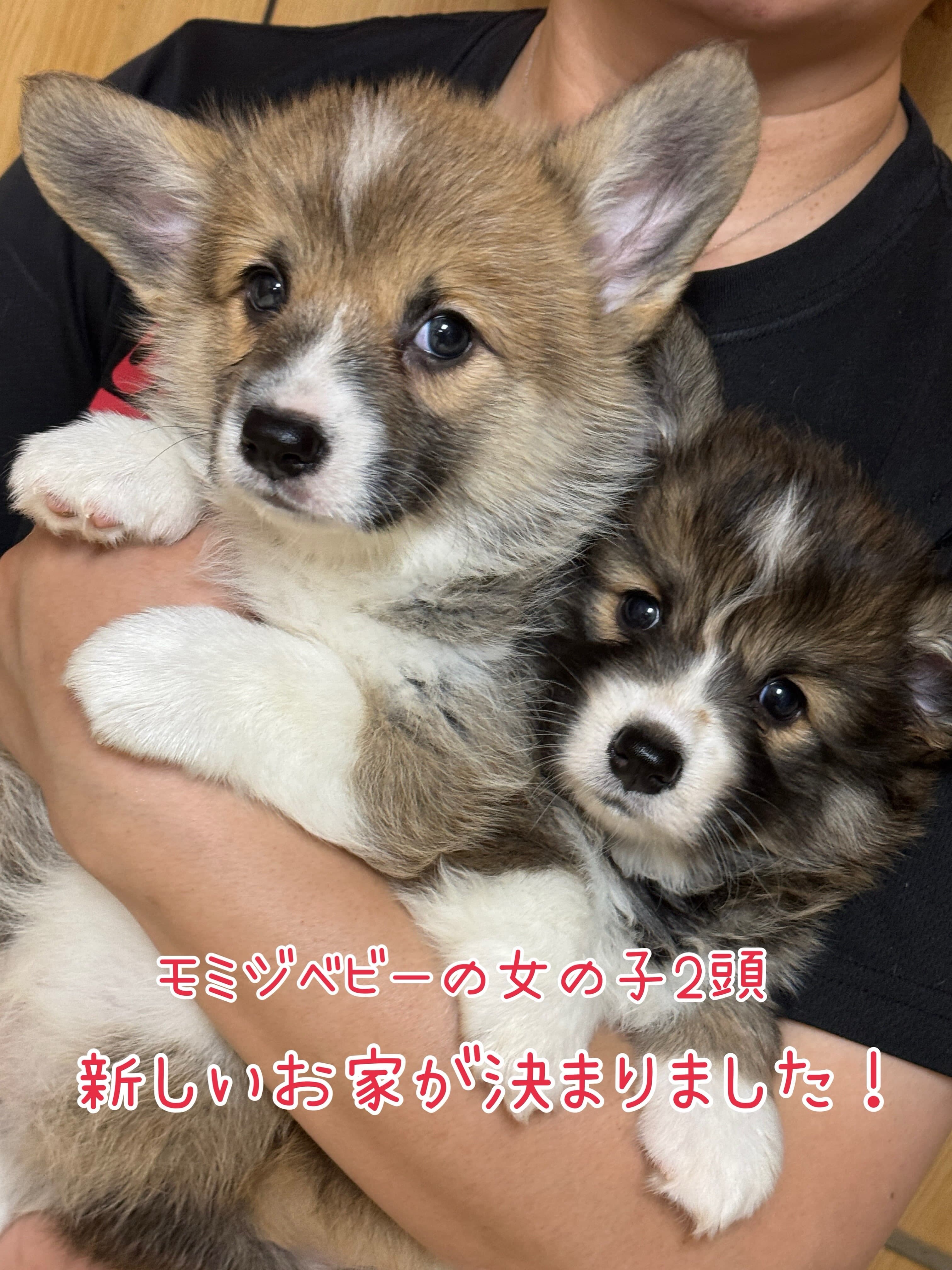 先日の投稿でたくさんのいいね👍コメント📝を頂き、モミジベビーの女の子2頭とも新しいお家🏠が決まりました❣️