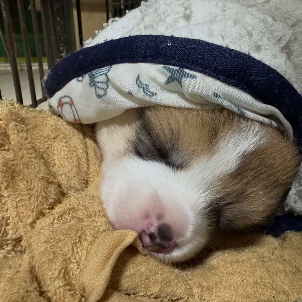 敷物にくるまってスヤスヤ💤