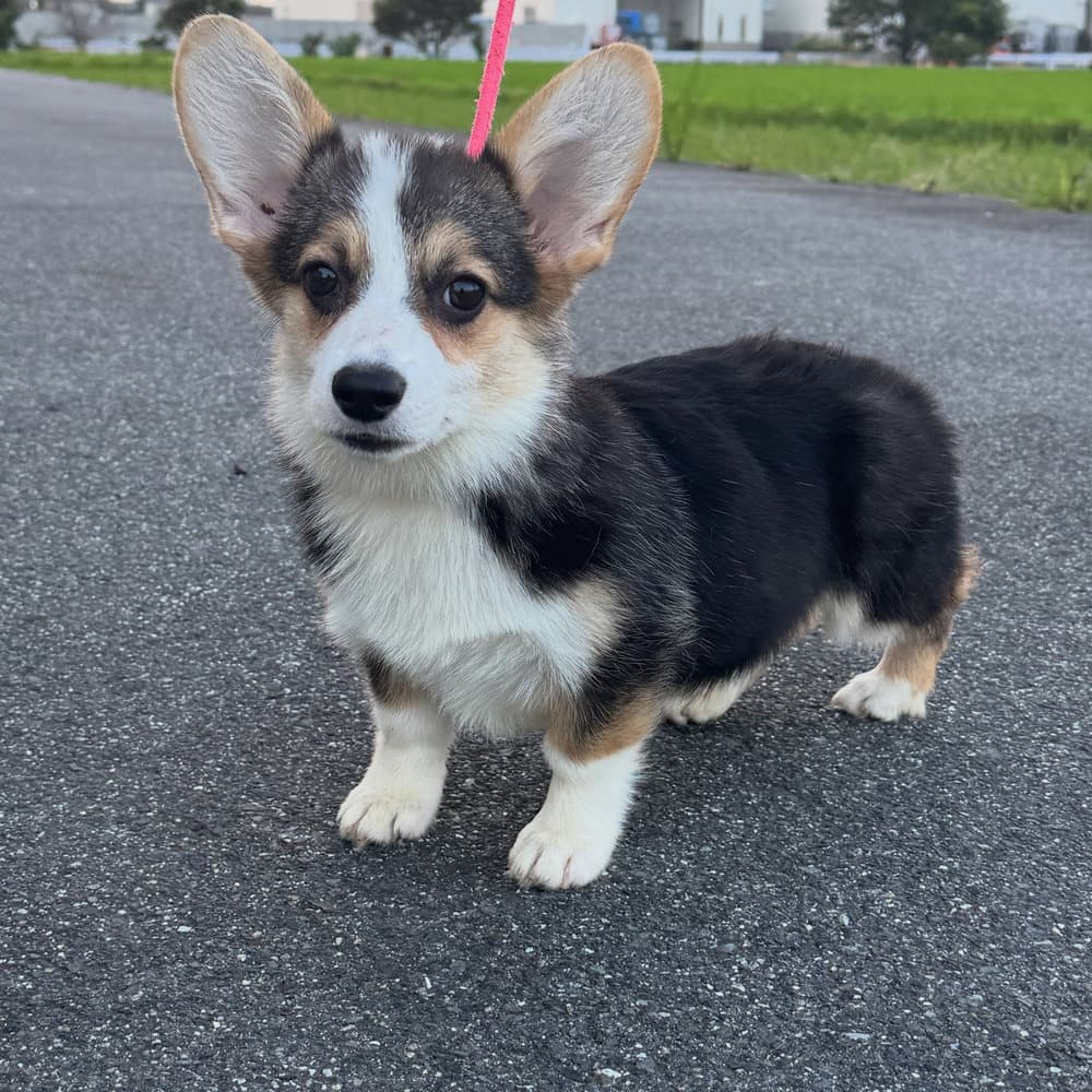 来週で生後5ヶ月になるレナ&ジン🐶🐶