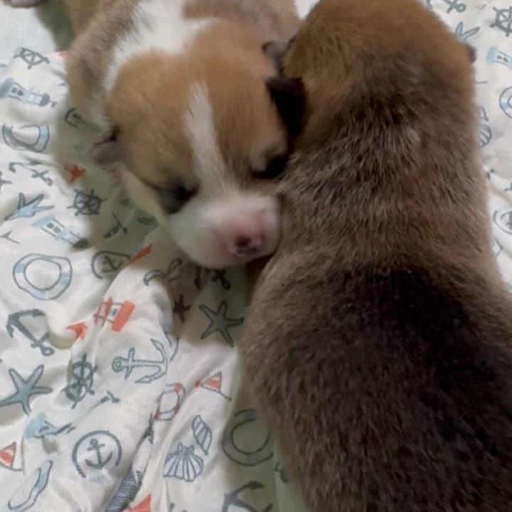 ちはやベビー達🐣