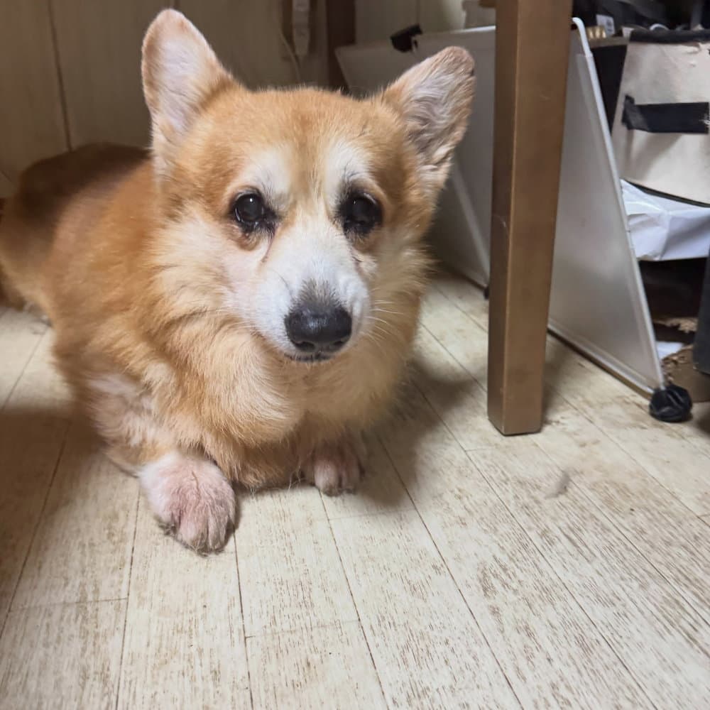 本日7月11日我が家のボスのカイルの15歳のお誕生日🎂です☆