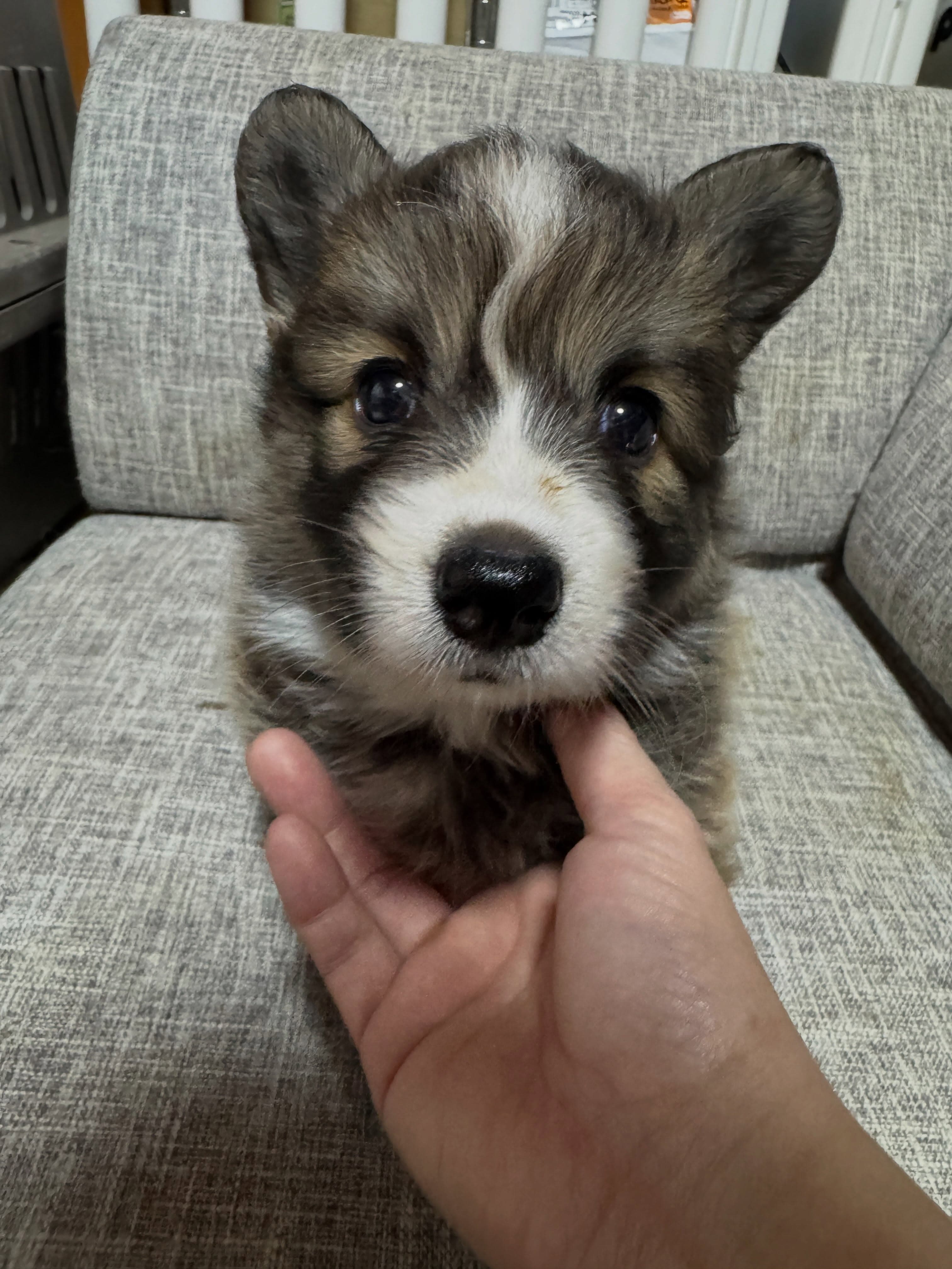 なかなか新しいお家🏠が決まらないフラッフィーの女の子🐶