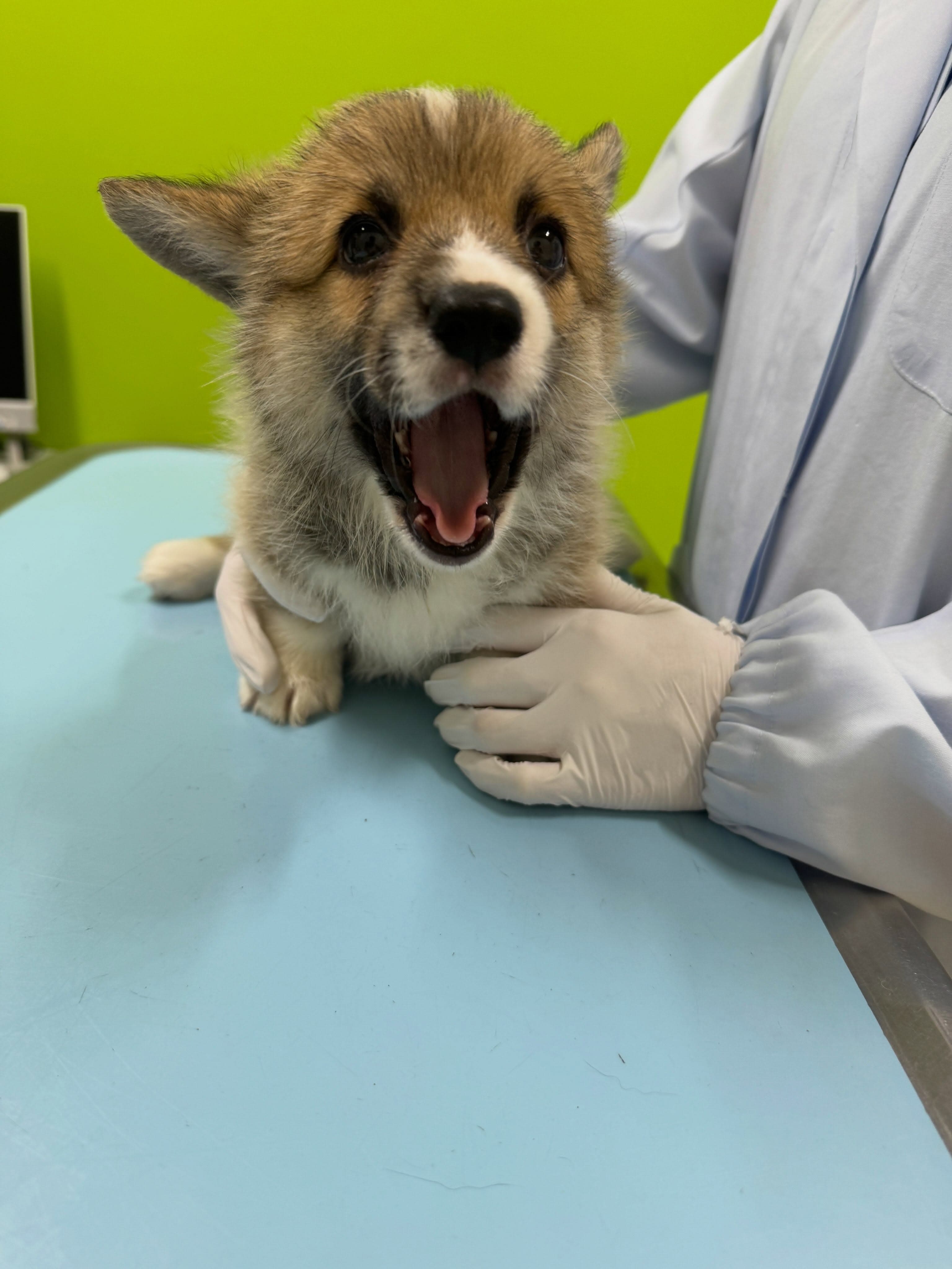 ワクチン接種と健康診断してきました🐶🐶