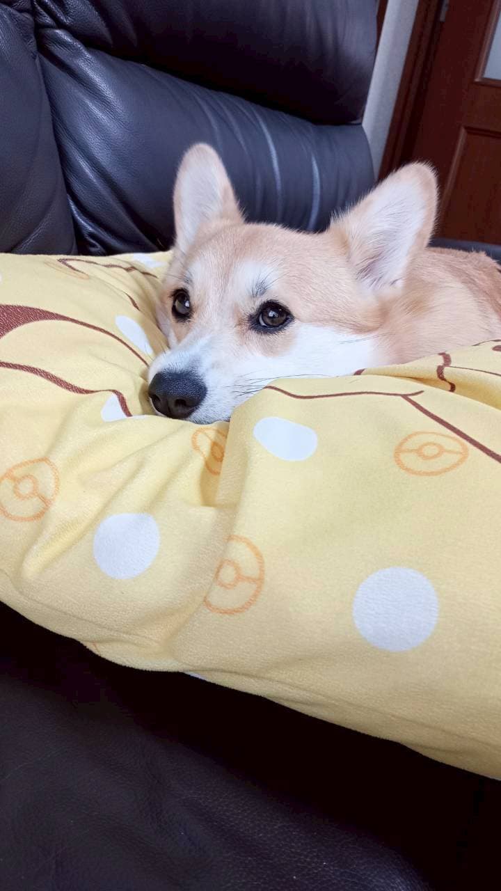 ルナちゃん