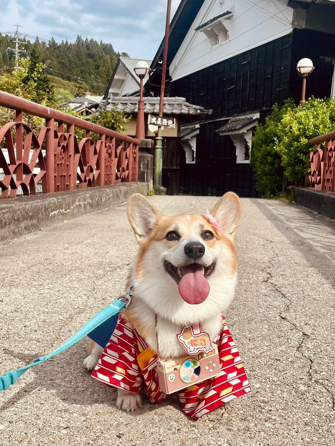 にこちゃん|奈良・大和高田のコーギー