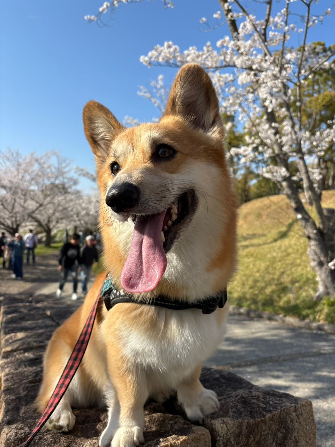 こぱん君