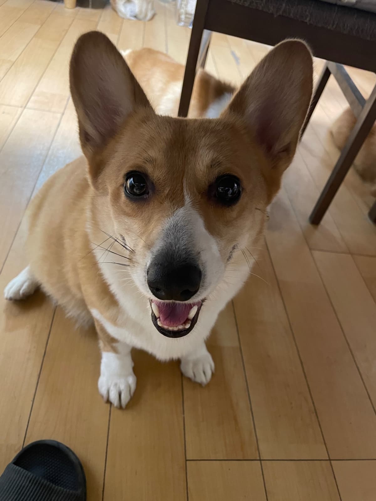 ラン