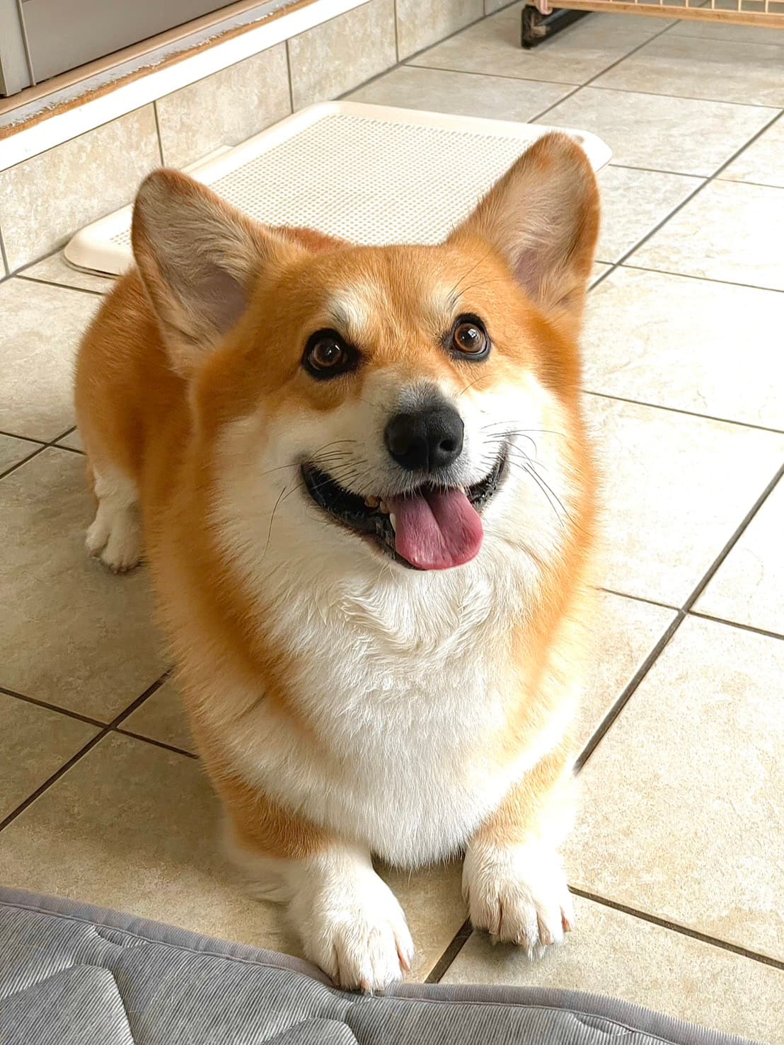 レオ君