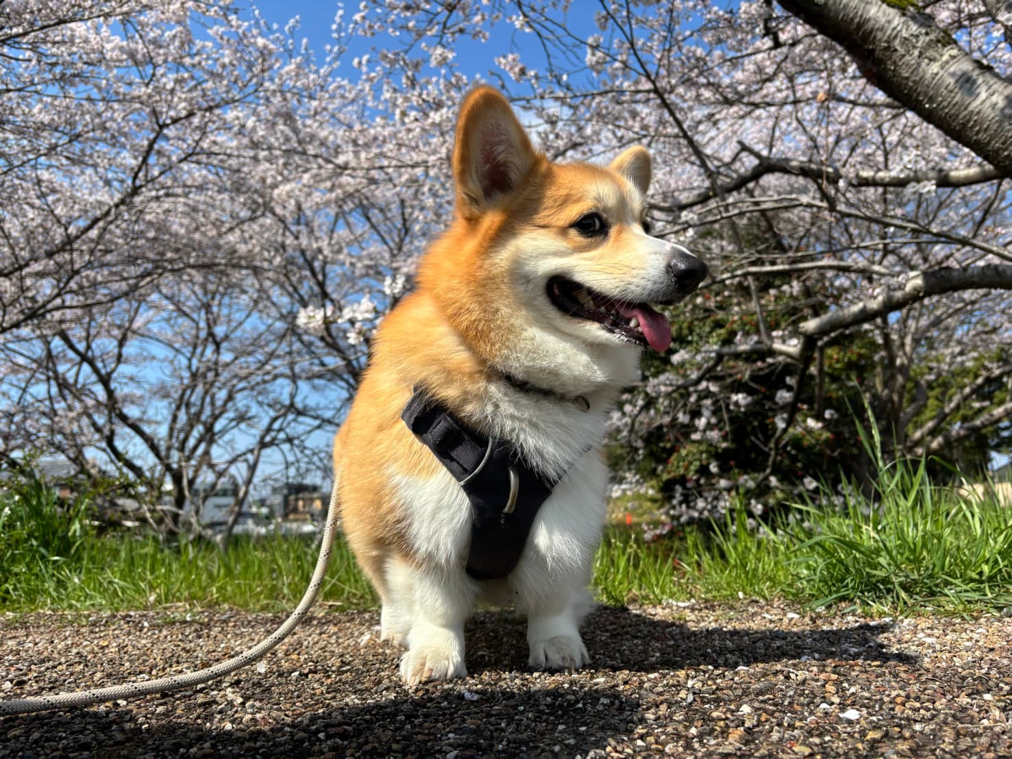 こう君