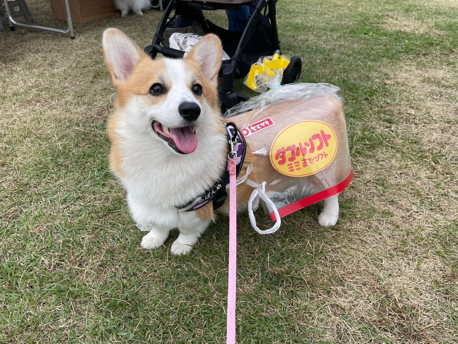 ぱんちゃん