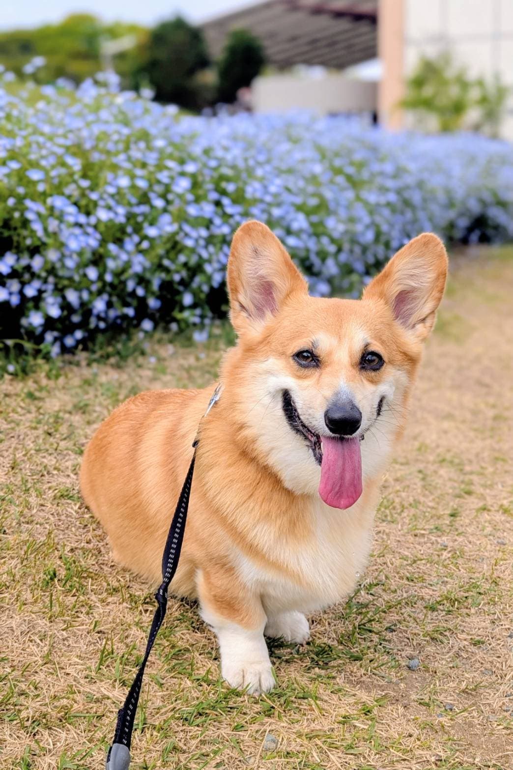 こむぎちゃん