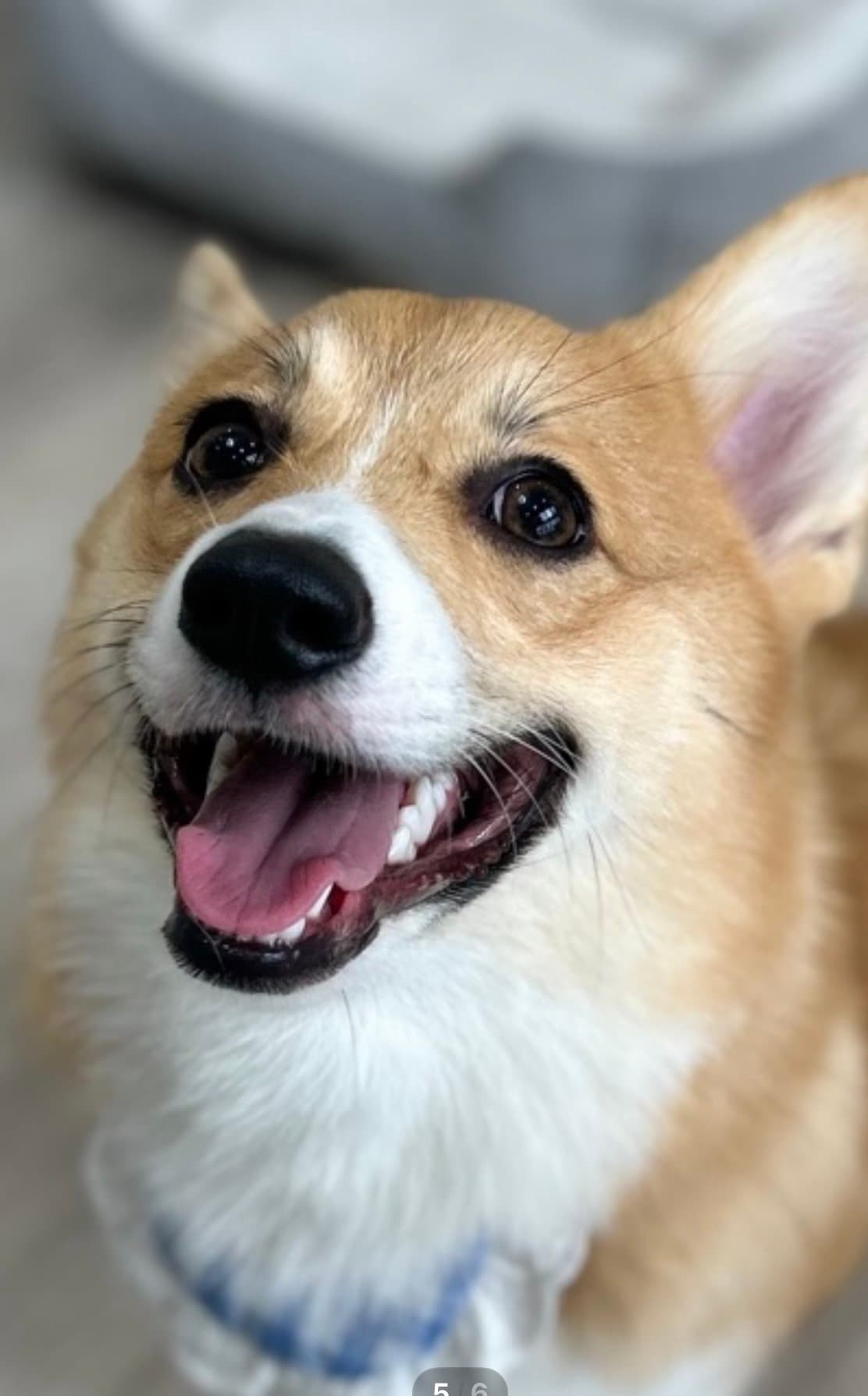 さくらちゃん