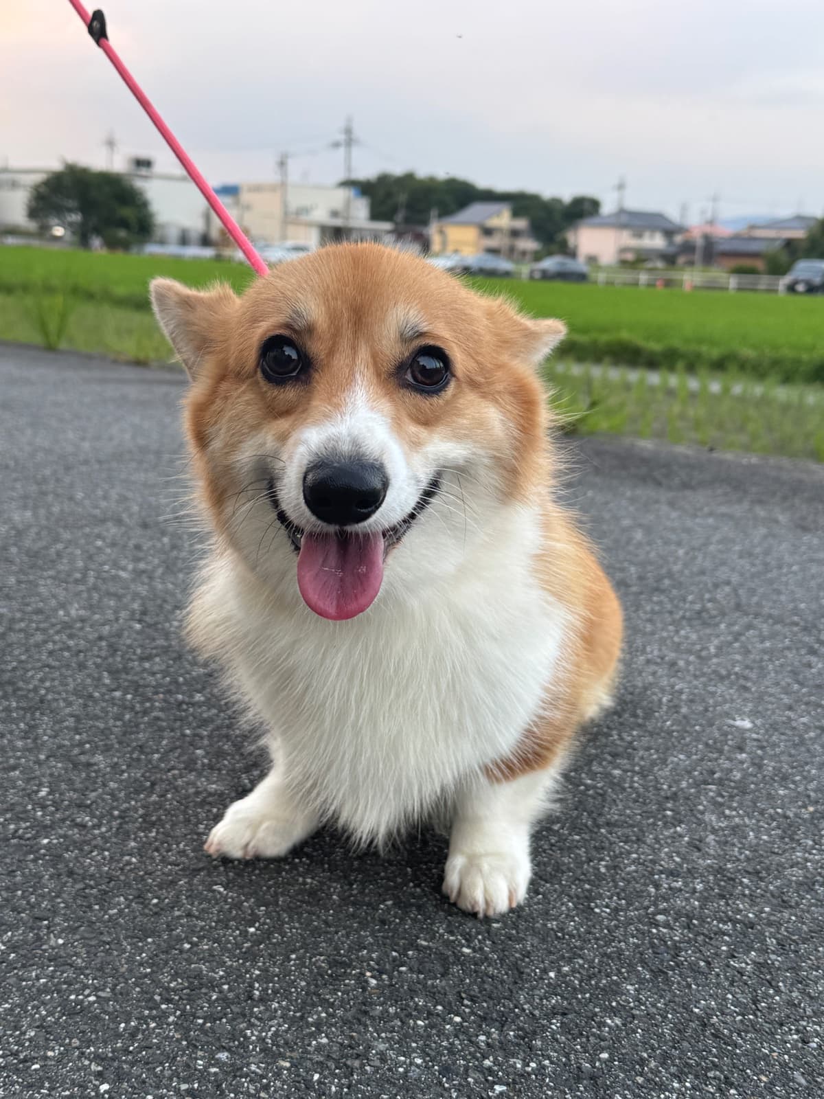 あゆみ|奈良・大和高田のコーギー