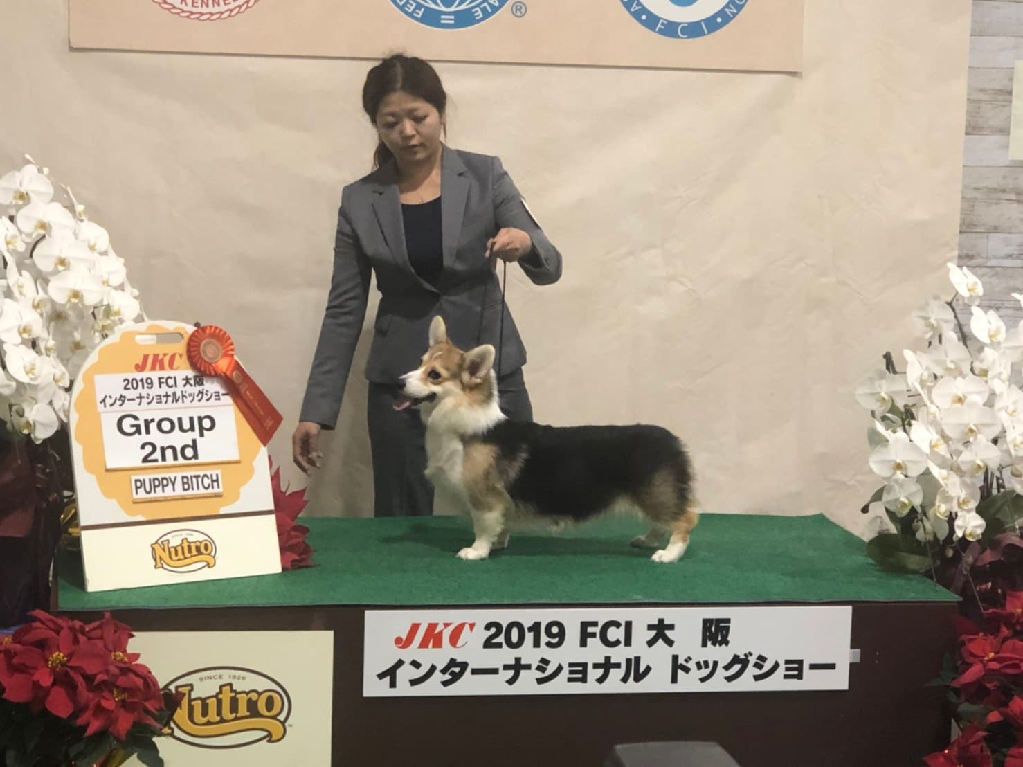 奈良・大和高田のコーギー専門犬舎のコーギー