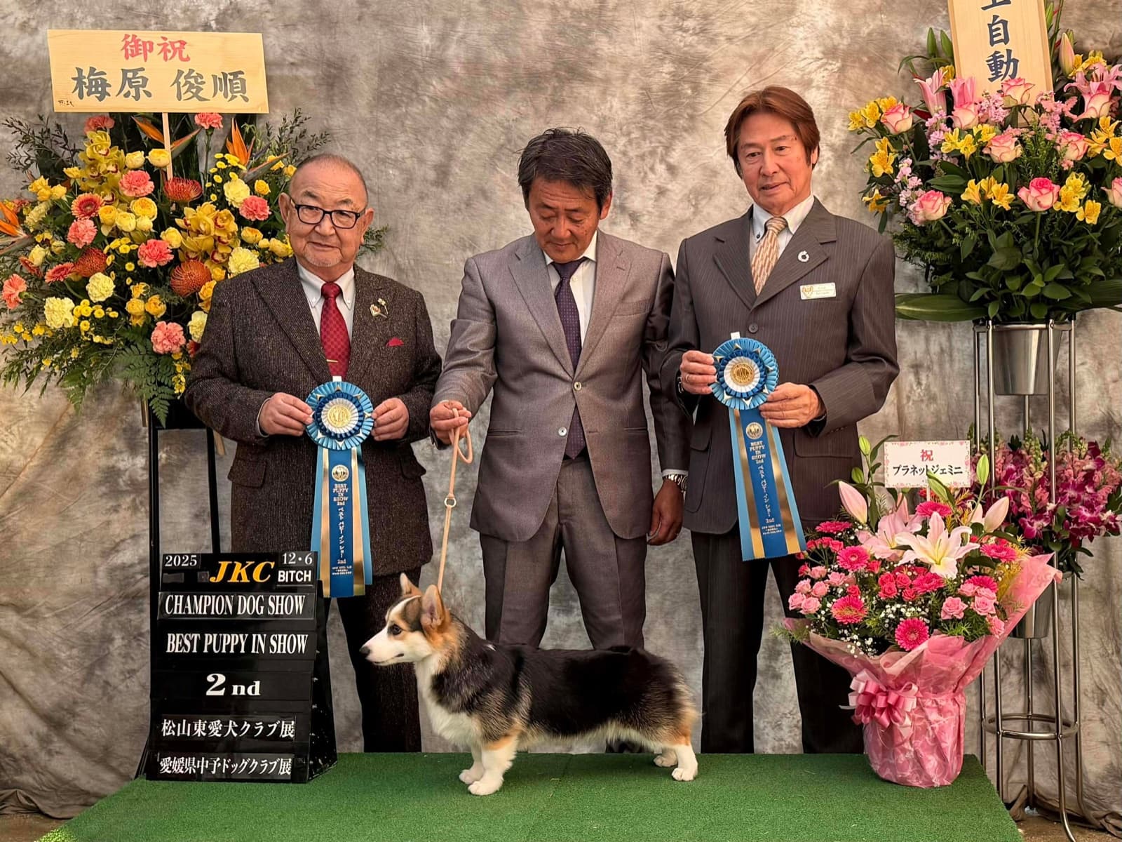 奈良・大和高田のコーギー専門犬舎のコーギー