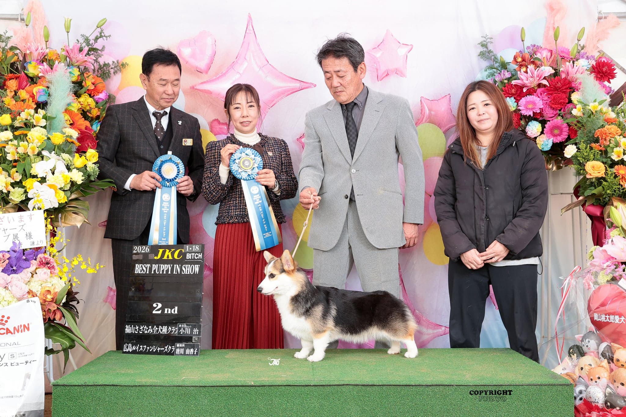 奈良・大和高田のコーギー専門犬舎のコーギー