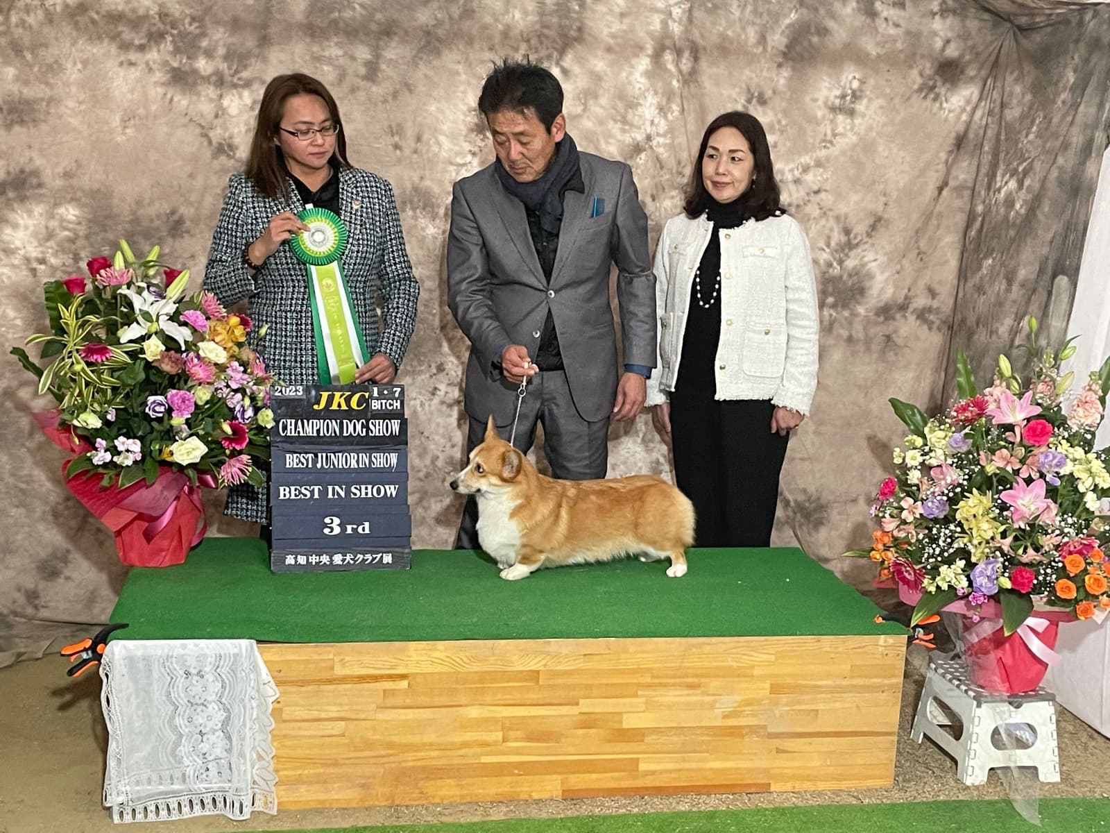 奈良・大和高田のコーギー専門犬舎のコーギー