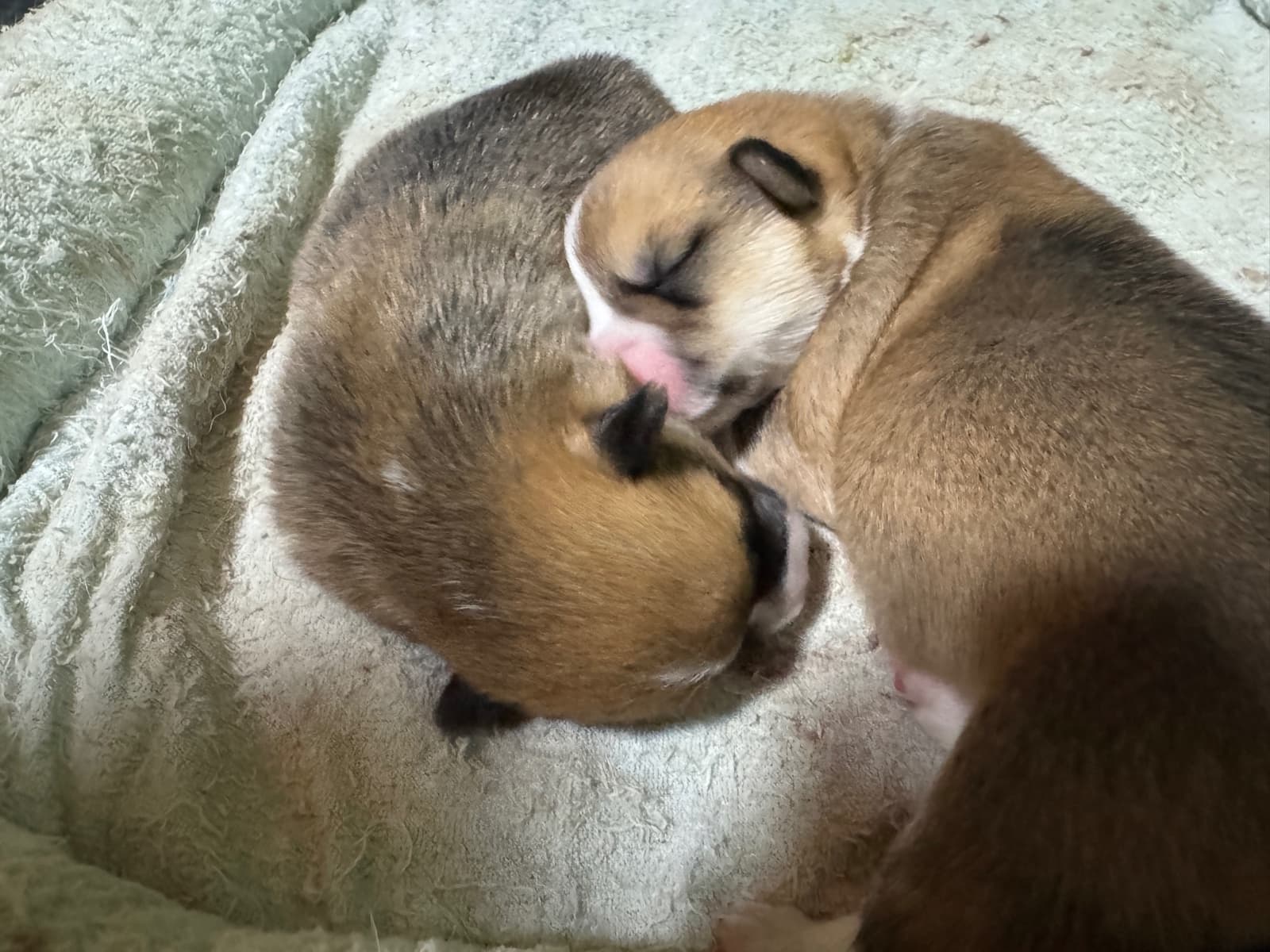 奈良・大和高田のコーギー専門犬舎のコーギー