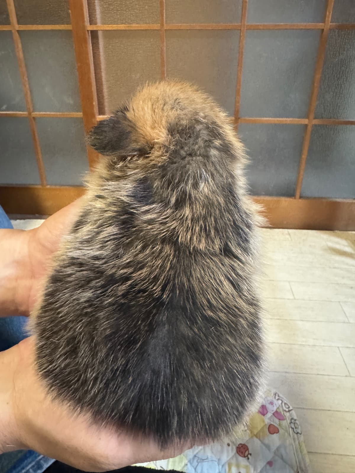 ちはやベビー メディア3