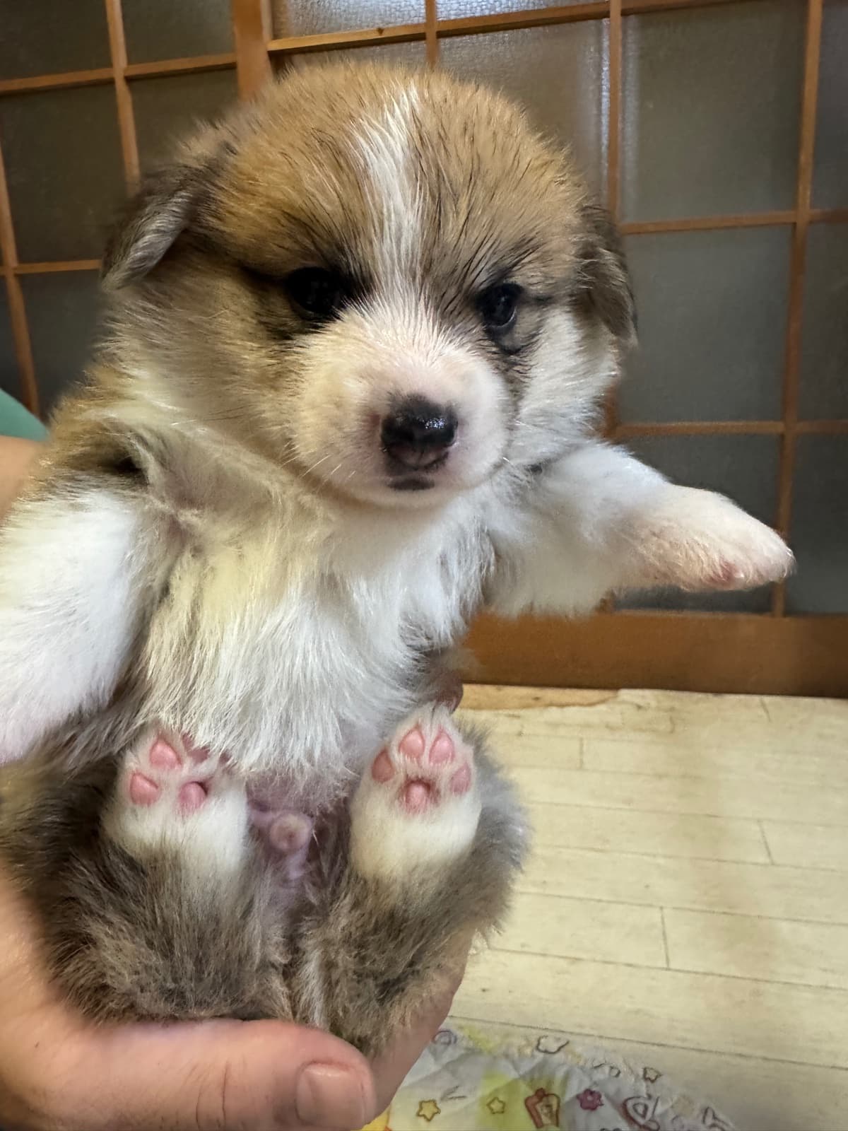 ちはやベビー