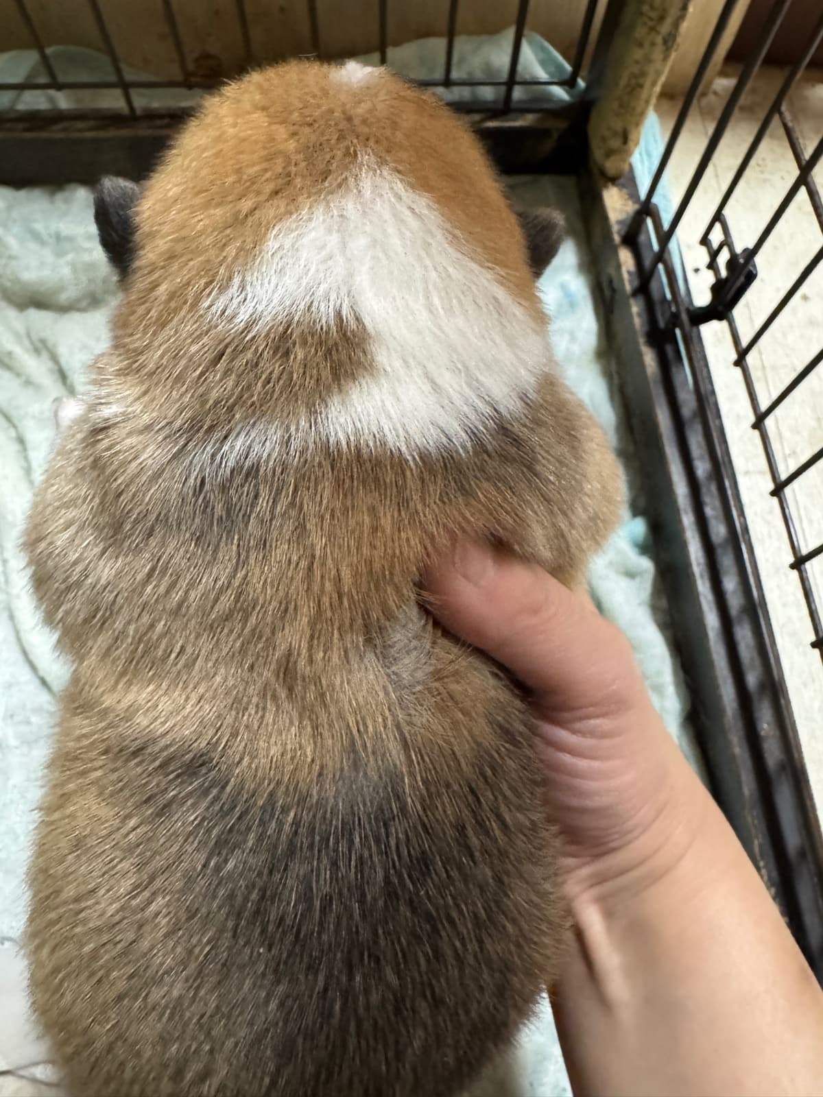 ちはやベビー メディア5
